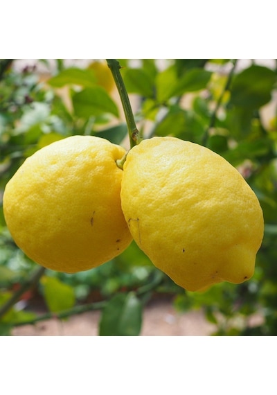 Tüplü Nadir Kütdiken Limon Fidanı