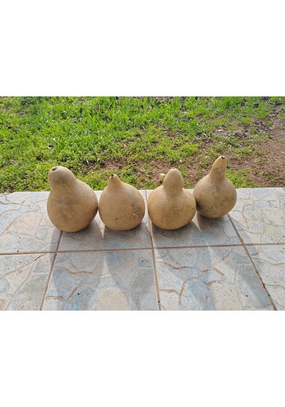 Ham Su Kabağı Küçük Boy Okul Etkinlikleri Ve Boyamalar İçin Uygun