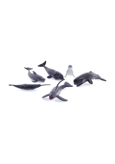 Model Memeli Deniz Hayvanları