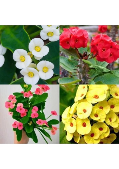 Videolu Sarı Dikenler Tacı Çiçeği 10-20 Cm Tüplü Çiçekli Bodur Bitkiler Yellow Euphorbia Milli
