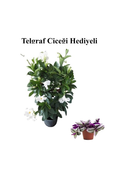Kokulu Beyaz Mandevilla Sarmaşığı Sevgililer Gününe Özel Telgraf Hediyeli