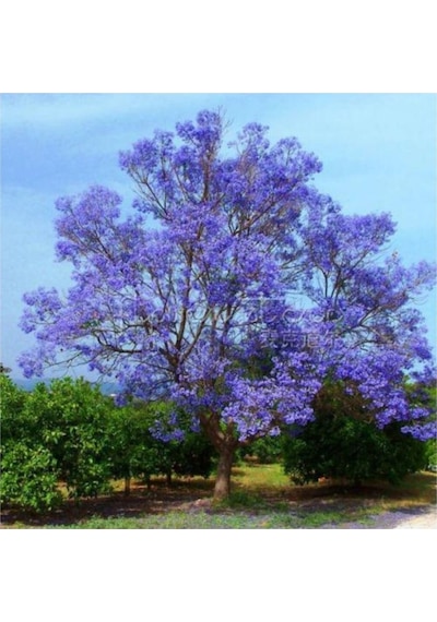 Nadir Jakaranda Ağacı Tohumu 50 Adet Tohum Jacaranda Mimosifolia