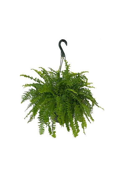 Aşk Merdiveni Nephrolepis 20-30 cm