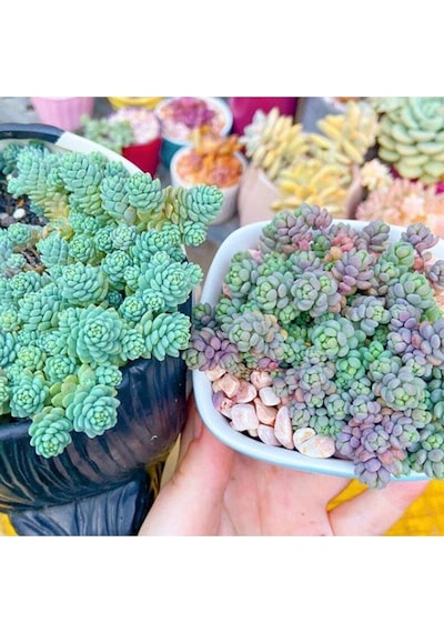 10 Adet Sedum Dasyphyllum Succulent Tohumu