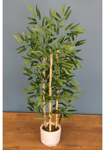 Bambu Ağacı 110 Cm 3 Gövdeli