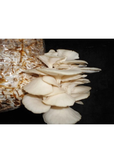 Istiridye Mantar Tohumu 6 Kg