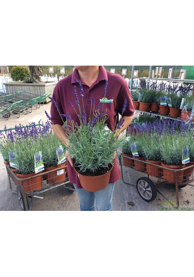 Lavanta Lavandula Angustifolia 3 Adet