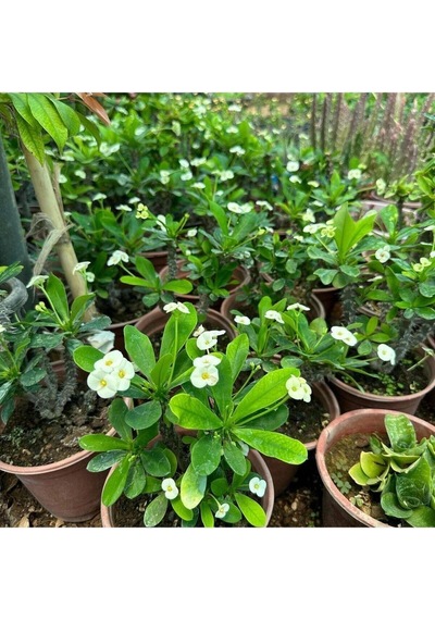 Videolu Milli Dikenler Tacı Çiçeği Beyaz 25 40 Cm Saksılı Mega Boy Euphorbia