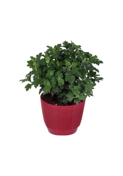 Kasımpatı Fidanı Kırmızı Renk 10-20 Cm Chrysanthemum