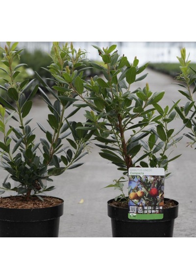 Kocayemiş (Arbutus Unedo) Fidanı