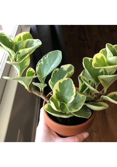 Peperomia Optusifolia Saksılı Hediyelik Bitki 3 Adet
