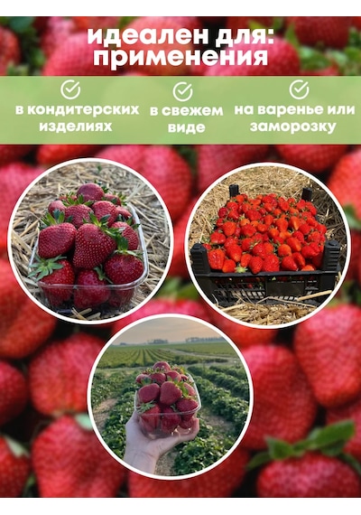 Мишутка Çilek Fide Fidanı, 4 Ad