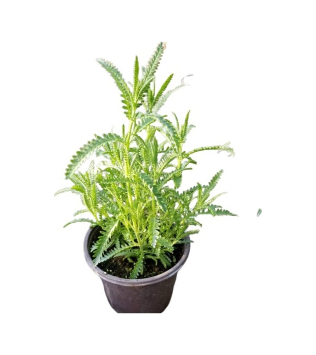 Angustifolia Aromatik Kokulu Lavanta Fidanı 1 Adet 10-20 Cm