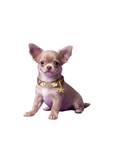 Sabit Künyeli İsimli Kedi Tasması, Güvenlik Kilitli Kedi Tasması, İsimli Kedi Tasması Zımbalı Model