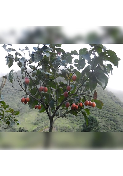 Tamarillo 70-100 Cm Tüplüdür