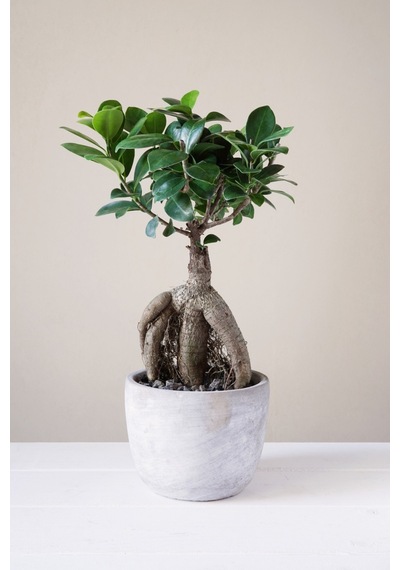 Ficus Ginseng Bonsai 5 Adet