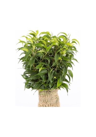 Ficus Benjamina Natasja Yeşil