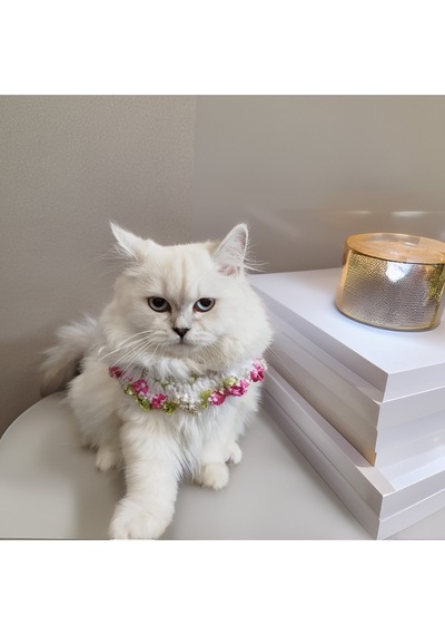 Kedi Ve Köpek İçin Çeşitli Renk Ve Desende Yakalıklar