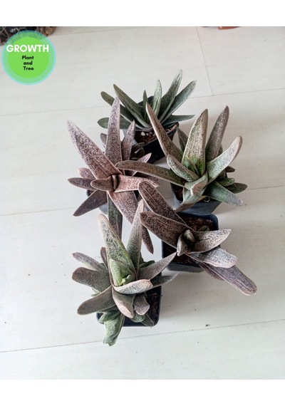 Gasteria Little Warty Variegated 1 Adet