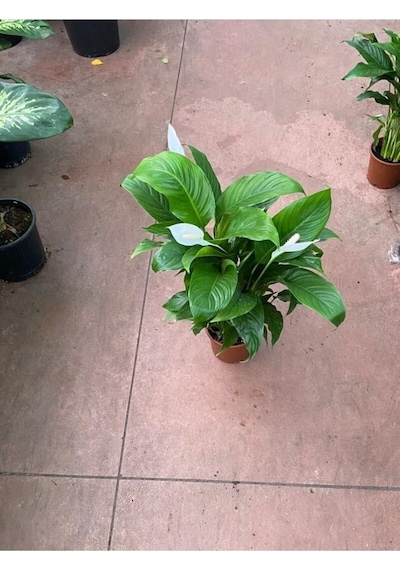 Canlı Saksılı Spatıfılıum Barış Çiçeği 70 Cm,17 Cm Saksı Çapı