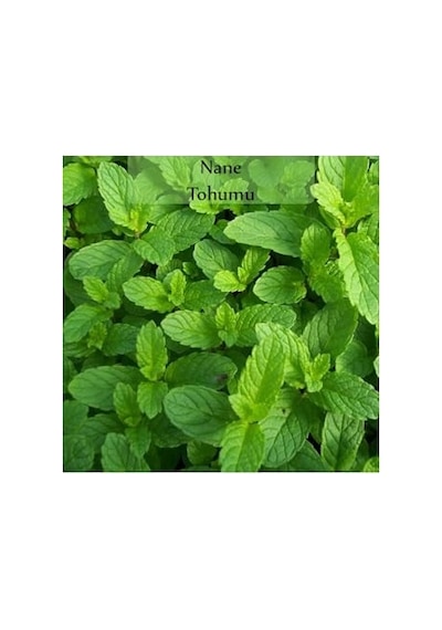 Nane Tohumu 1 Paket 0,02gr