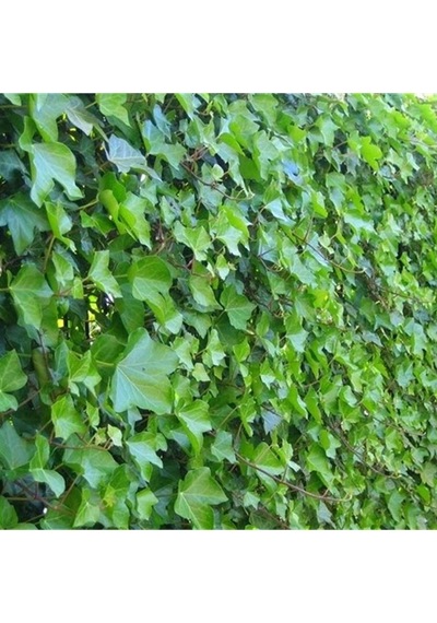 Tüplü Hedera Helix Yeşil Duvar Sarmaşığı Fidanı 70-120 Cm