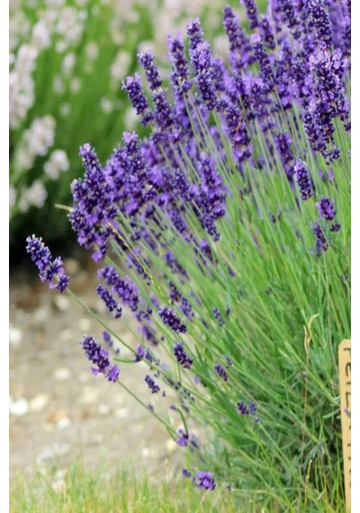 Lavanta Tohumu Lavendula Offinalis