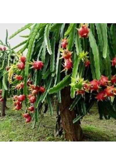 Saksılık Kırmızı Pitaya Tohumu Ekim Seti 5 Tohum + Saksı + Toprak