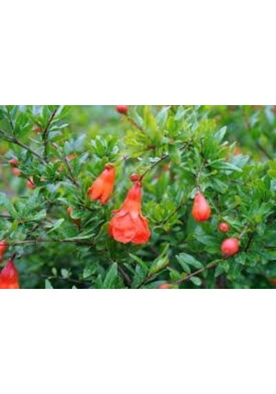 Fidan & Peyzaj Minyatür Nar Fidanı 1 Yaş / 15 Cm Boyda /tüplü