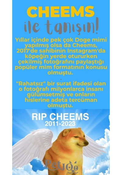 Petjoo 18.Cheems Gri-Sarı Qr'lı Köpek Künyesi