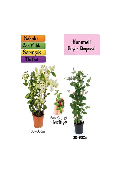 Beyaz Begonvil+kokulu Hanıme Çiçeği+buz Çiçeği 3'lü Peyzaj Seti