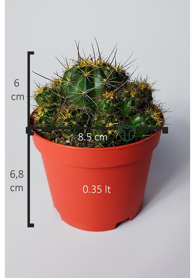 Çok Yavrulu Kaktüs Lobivia Maximiliana 8.5 Cm Kırmızı Saksıda