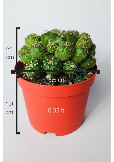 Bol Yavrulu Kaktüs Matucana Polzii Kırmızı Açan Kaktüs 8.5 Cm