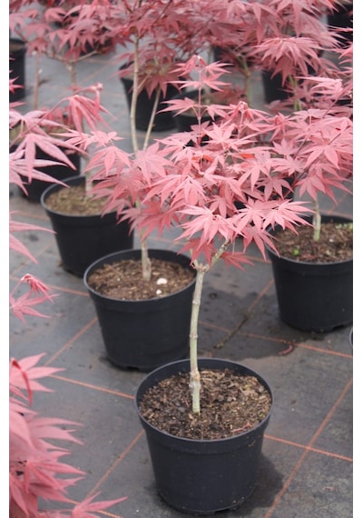 Kırmızı Yapraklı Japon Akçaağaç Acer Palmatum Atropurpureum