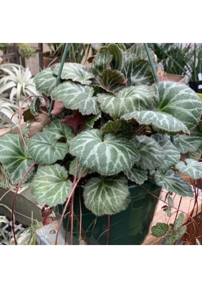 Gelin Teli Çiçeği – Begonia Saxifraga (Askılı Saksıda)