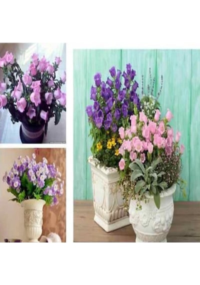Calycanthema ‘Cup & Saucer’Campanula Karışık Çan Çiçeği Tohumu 1