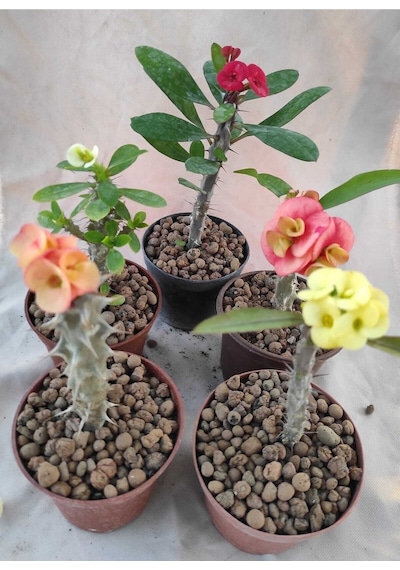 Videolu Milli Dikenler Tacı 15-25 Cm 5 Farklı Renk Saksılı Kaktüs Euphorbia