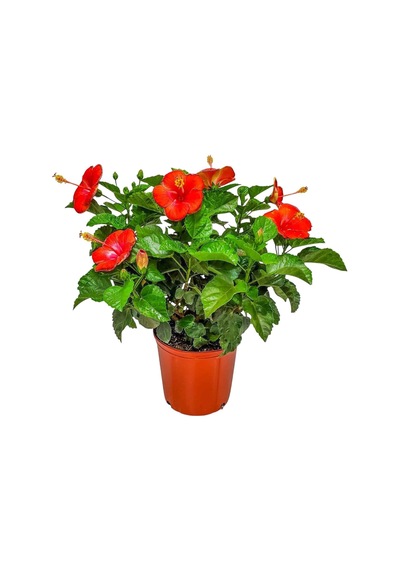 President Red Japon Gülü Fidanı Canlı Kırmızı Çiçekli Hibiscus Rosa-sinensis 40 100 Cm