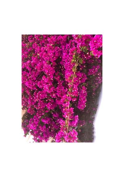1 Adet Koyu Pembe Begonvil Çiçeği 40-50 Cm Saksılı Çiçekli Bodur Bitkiler Bougainvillea