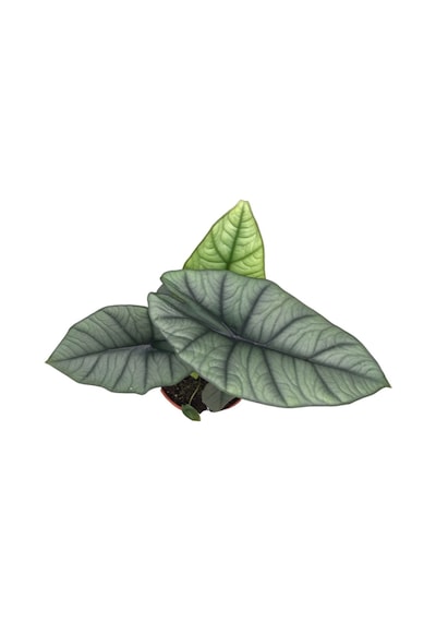 Alocasia 'Platinum' (Fil Kulağı) Ø14 CM Y30-35 CM