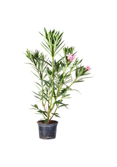 Videolu Zakkum Fidanı 2 Adet Pembe-beyaz Saksılı/tüplü 70-100cm Dış Mekan Oleanders