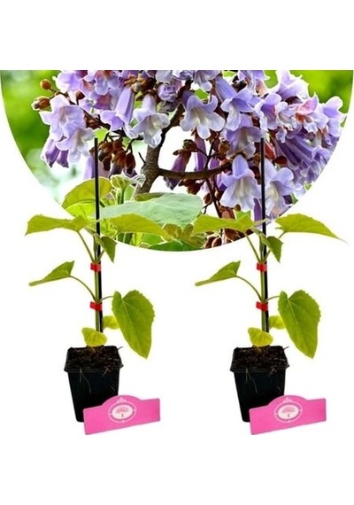 Pavlonya Fidanı / Çin Kavağı Paulownia Tomentosa