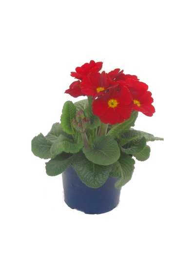 Çuha Çiçeği Primula 50 Adet