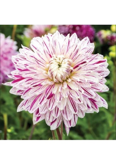 Yıldız Soğanı Dahlia Avignon Soğanı 1 Adet Dev Yıldız Çiçeği Boy 100 Cm