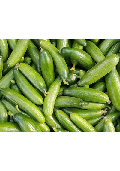 Doğal Salatalık Tohumu Çengelköy