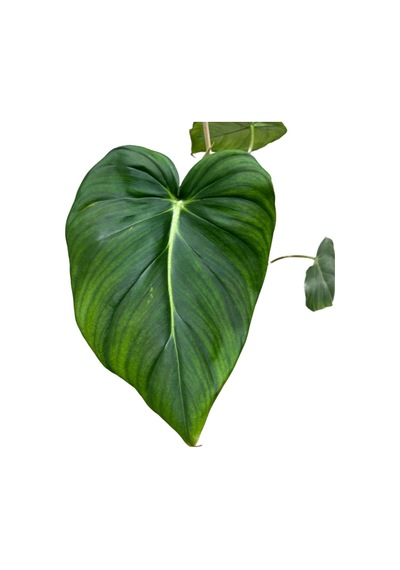 Philodendron 'mcdowell' Ø17 Cm 35-40 Cm