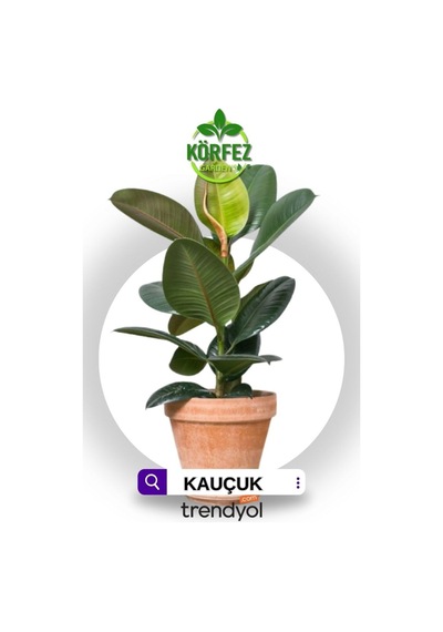 Salon Bitkileri Kauçuk Çiçeği Kırmızı