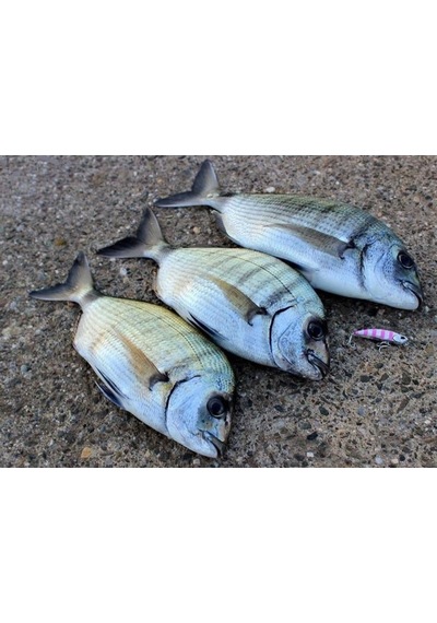 Duo Drag Metal Cast Jig 30Gr. Pda0005 / Silver