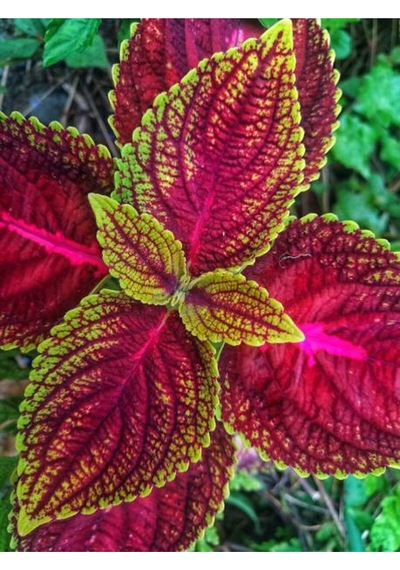 Videolu Hediyelik Yaprak Güzeli 10 20 Cm 1 Adet Saksılı Iç Mekan Bitkisi Coleus Scutellarioides