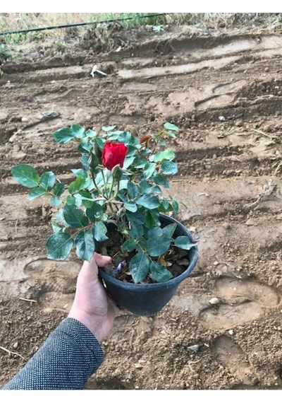 Koyu Kırmızı Gül Fidanı 15-25 Cm